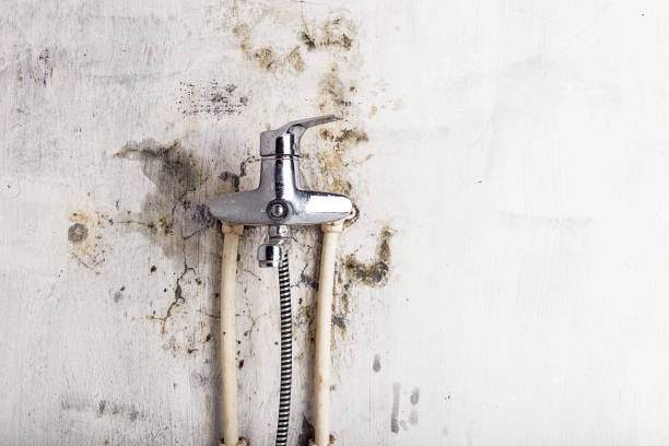 Best White Mold Remediation in Berkeley Lake, GA