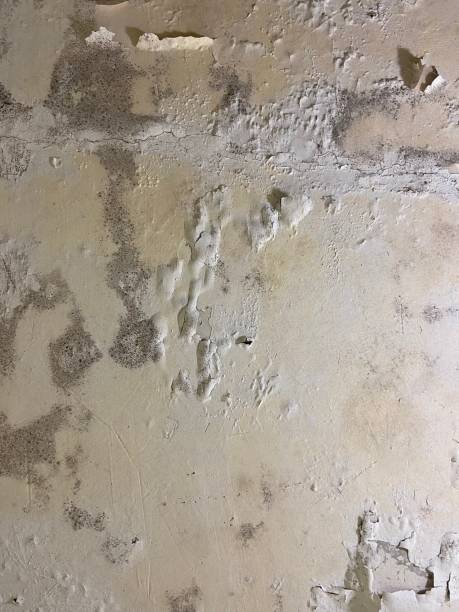 Best Mold Remediation for Specific Building Types in Berkeley Lake, GA